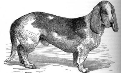 Basset d'artois należący do pana Boqueta z Paryża ( rys.L. Beckmanna w książce V.Shawa "The Illustrated Book of the Dog" 1889 r.)